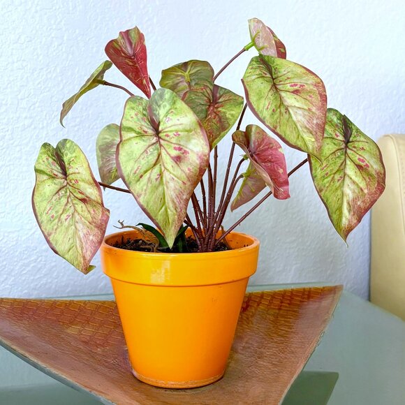 10" Tall Realistic Faux Red & Green Variegated Caladium Plant Plants Vase Accent - Picture 2 of 8